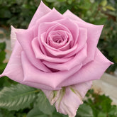 Indigo Rose